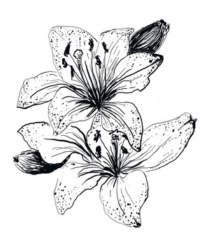 flower hand drawn illustration,art design