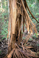 The bear 's nail mark on the tree, Bear nails on the tree trace