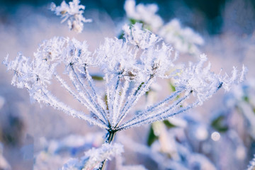 The beautiful Inflorescences covered with hoarfrost and small ice