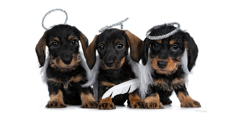 Row of three black with brown adorable wirehair mini Dachshund dog puppies, wearing angel costumes from white wings and silver halo. Looking naughty at camera with shiny dark eyes. Isolated on white.