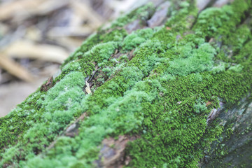 green moss on the stone