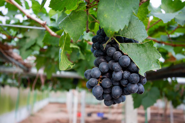 Branch of blue grapes on vine in vineyard
