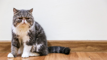 ortrait Of Longhair Persian Cat