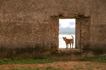 The dog stands on the window