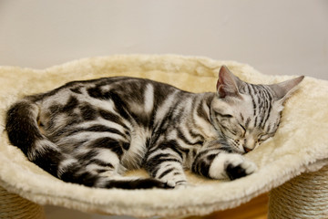 The small British kitten sleep