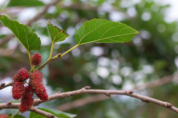 Branch of blue Mulberry on tree
