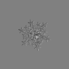 Snowflake isolated on gray background. Macro photo of real snow crystal: elegant stellar dendrite...