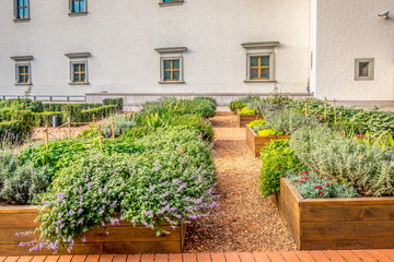 Raided beds in an urban garden growing plants herbs spices berries and vegetables in the city