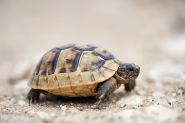 Close up of a young Greek turtle in its natural environment - macro, selective focus, space for text