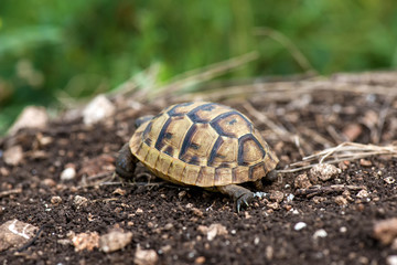 Close up of a young Greek turtle in its natural environment - macro, selective focus, space for text