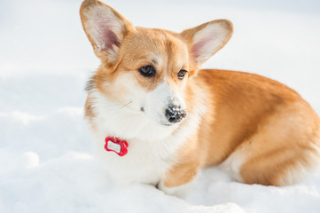 Corgi dog posing in snowy winter nature