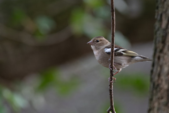 A female chaffinch sits perched on a branch in a wood. Facing to the left into open copy space is this profile portrait with catchlight in her eye