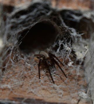 Ara&ntilde;a