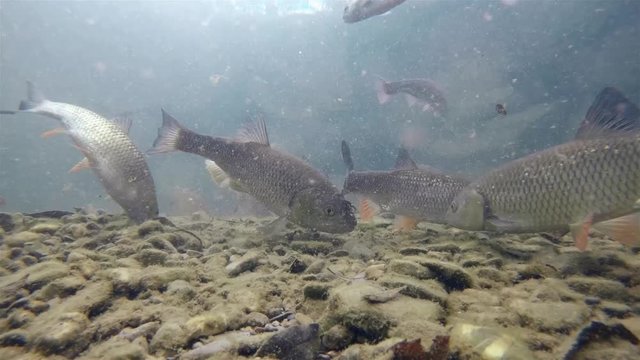 Underwater footage of Chub (Leuciscus cephalus) swimming close-up under water in the nature river habitat. Underwater video of feeding fishes in the clean little creek.