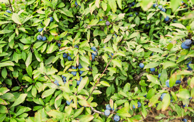 Ripe berries on bush in summer day