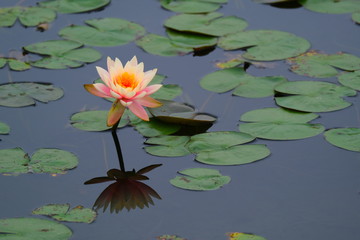 Lotus flower in the lake in full blossom