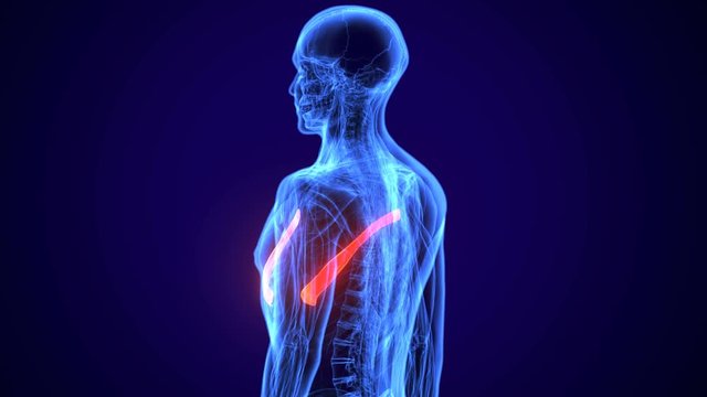 3d rendered, medically accurate illustration of the pectoralis minor
