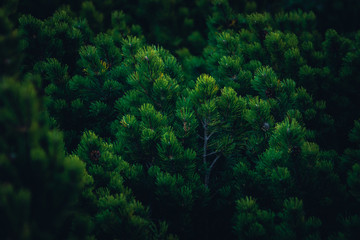 Ukraine, Carpathian mountains