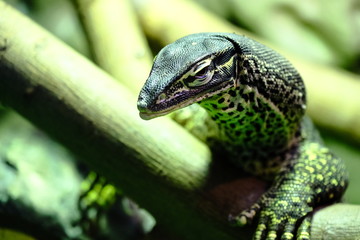 Wildlife Reptile close up macro view