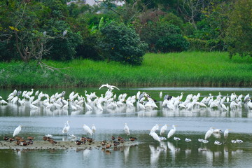 A group of wildlife swans in the lake 