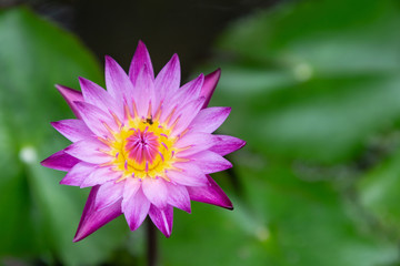 Obraz premium Lotus flower or water lily flower blooming with green leaves background in the pond at sunny summer or spring day. Nymphaea water lily.