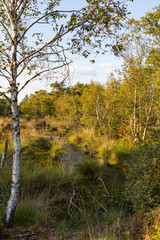 Moorlands in Germany: Pietzmoor near Scheveningen near Lueneburg in Germany in the heathland