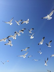 Group of the big white seagulls flying highly in the blue sky of a cloud. Freedom. Review