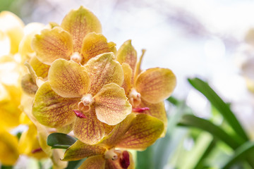 Orchid flower in garden at winter or spring day for postcard beauty and agriculture idea concept...