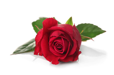Beautiful rose on white background