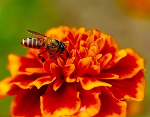 Beautiful hot orange color flower in full blossom with a bee