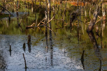 Fototapeta na wymiar Moorlands in Germany: Pietzmoor near Scheveningen near Lueneburg in Germany in the heathland