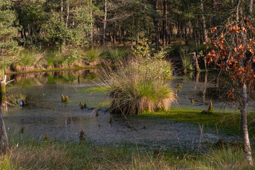 Moorlands in Germany: Pietzmoor near Scheveningen near Lueneburg in Germany in the heathland