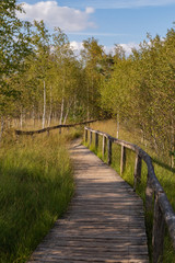 Obraz premium Moorlands in Germany: Pietzmoor near Scheveningen near Lueneburg in Germany in the heathland