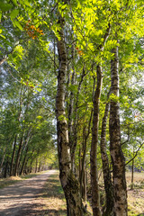 Moorlands in Germany: Pietzmoor near Scheveningen near Lueneburg in Germany in the heathland