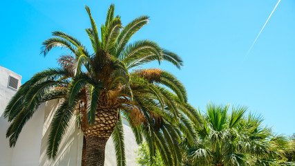 palm tree in resort city, salou spain, travel background