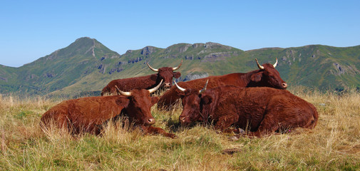 Troupeau de vaches Salers en estive dans les monts du Cantal avec le puy Mary en arrière plan