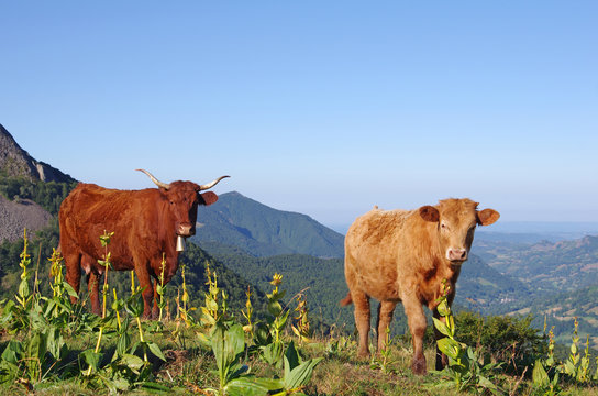 Vache de race Salers et son veau en estive dans les montagnes du cantal en auvergne. au premier plan on peux voir des fleurs de gentiane dont les animaux se nourrissent