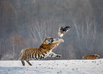 Siberian tiger in a jump catches its prey. Very dynamic shot. China. Harbin. Mudanjiang province. Hengdaohezi park. Siberian Tiger Park. Winter. Hard frost. (Panthera tgris altaica) © gudkovandrey