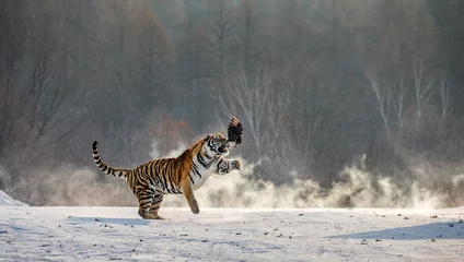 Papier Peint photo Lavable Tigre Siberian tiger in a jump catches its prey. Very dynamic shot. China. Harbin. Mudanjiang province. Hengdaohezi park. Siberian Tiger Park. Winter. Hard frost. (Panthera tgris altaica)