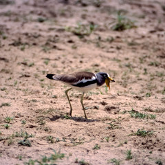 Withecrowned Plover (Vanellus albiceps), Selous Game Reserve, Morogoro, Tanzania, Africa