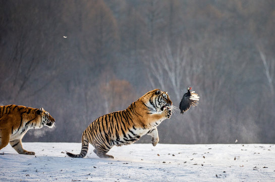 Siberian tiger in a jump catches its prey. Very dynamic shot. China. Harbin. Mudanjiang province. Hengdaohezi park. Siberian Tiger Park. Winter. Hard frost. (Panthera tgris altaica)