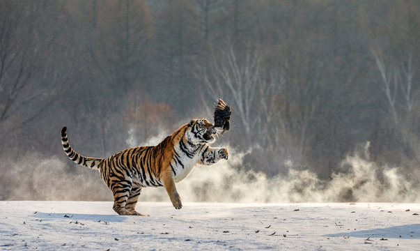 Siberian tiger in a jump catches its prey. Very dynamic shot. China. Harbin. Mudanjiang province. Hengdaohezi park. Siberian Tiger Park. Winter. Hard frost. (Panthera tgris altaica)