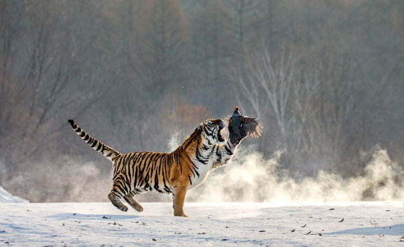Siberian tiger in a jump catches its prey. Very dynamic shot. China. Harbin. Mudanjiang province. Hengdaohezi park. Siberian Tiger Park. Winter. Hard frost. (Panthera tgris altaica)