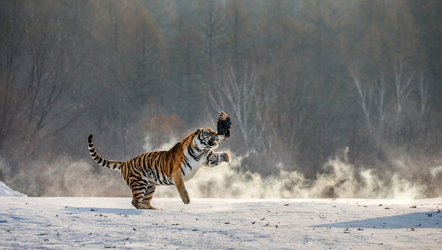 Siberian tiger in a jump catches its prey. Very dynamic shot. China. Harbin. Mudanjiang province. Hengdaohezi park. Siberian Tiger Park. Winter. Hard frost. (Panthera tgris altaica)