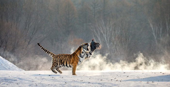 Fototapeta Siberian tiger in a jump catches its prey. Very dynamic shot. China. Harbin. Mudanjiang province. Hengdaohezi park. Siberian Tiger Park. Winter. Hard frost. (Panthera tgris altaica)