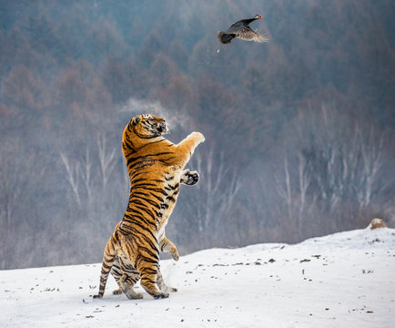 Siberian tiger in a jump catches its prey. Very dynamic shot. China. Harbin. Mudanjiang province. Hengdaohezi park. Siberian Tiger Park. Winter. Hard frost. (Panthera tgris altaica)