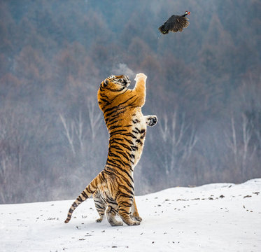Siberian tiger in a jump catches its prey. Very dynamic shot. China. Harbin. Mudanjiang province. Hengdaohezi park. Siberian Tiger Park. Winter. Hard frost. (Panthera tgris altaica)