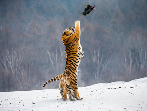 Siberian tiger in a jump catches its prey. Very dynamic shot. China. Harbin. Mudanjiang province. Hengdaohezi park. Siberian Tiger Park. Winter. Hard frost. (Panthera tgris altaica)