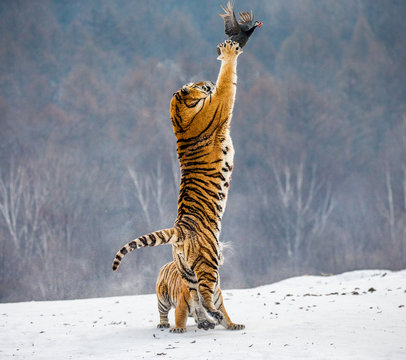 Siberian tiger in a jump catches its prey. Very dynamic shot. China. Harbin. Mudanjiang province. Hengdaohezi park. Siberian Tiger Park. Winter. Hard frost. (Panthera tgris altaica)