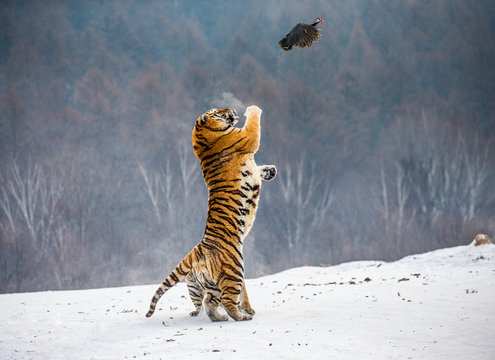 Siberian tiger in a jump catches its prey. Very dynamic shot. China. Harbin. Mudanjiang province. Hengdaohezi park. Siberian Tiger Park. Winter. Hard frost. (Panthera tgris altaica)